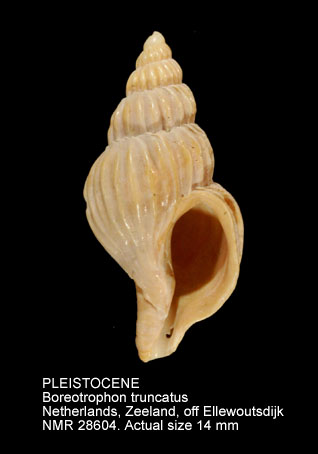 PLEISTOCENE Boreotrophon truncatus.jpg - PLEISTOCENE Boreotrophon truncatus (Strøm,1768)